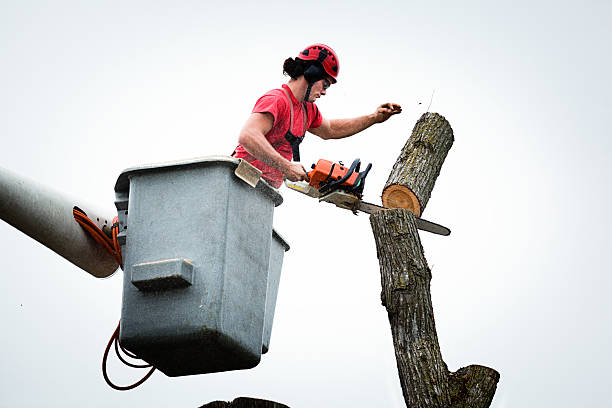 Best Tree Disease Treatment  in West Park, FL