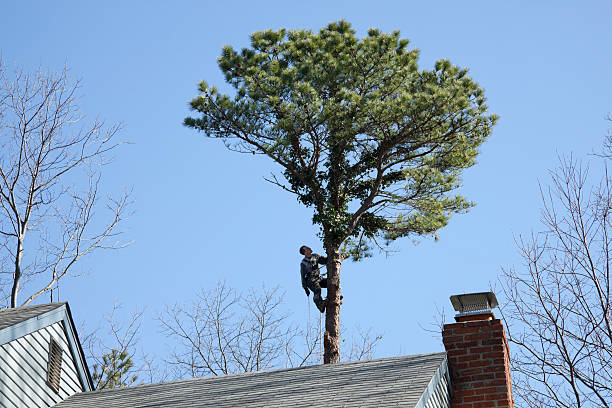 Best Tree Removal  in West Park, FL